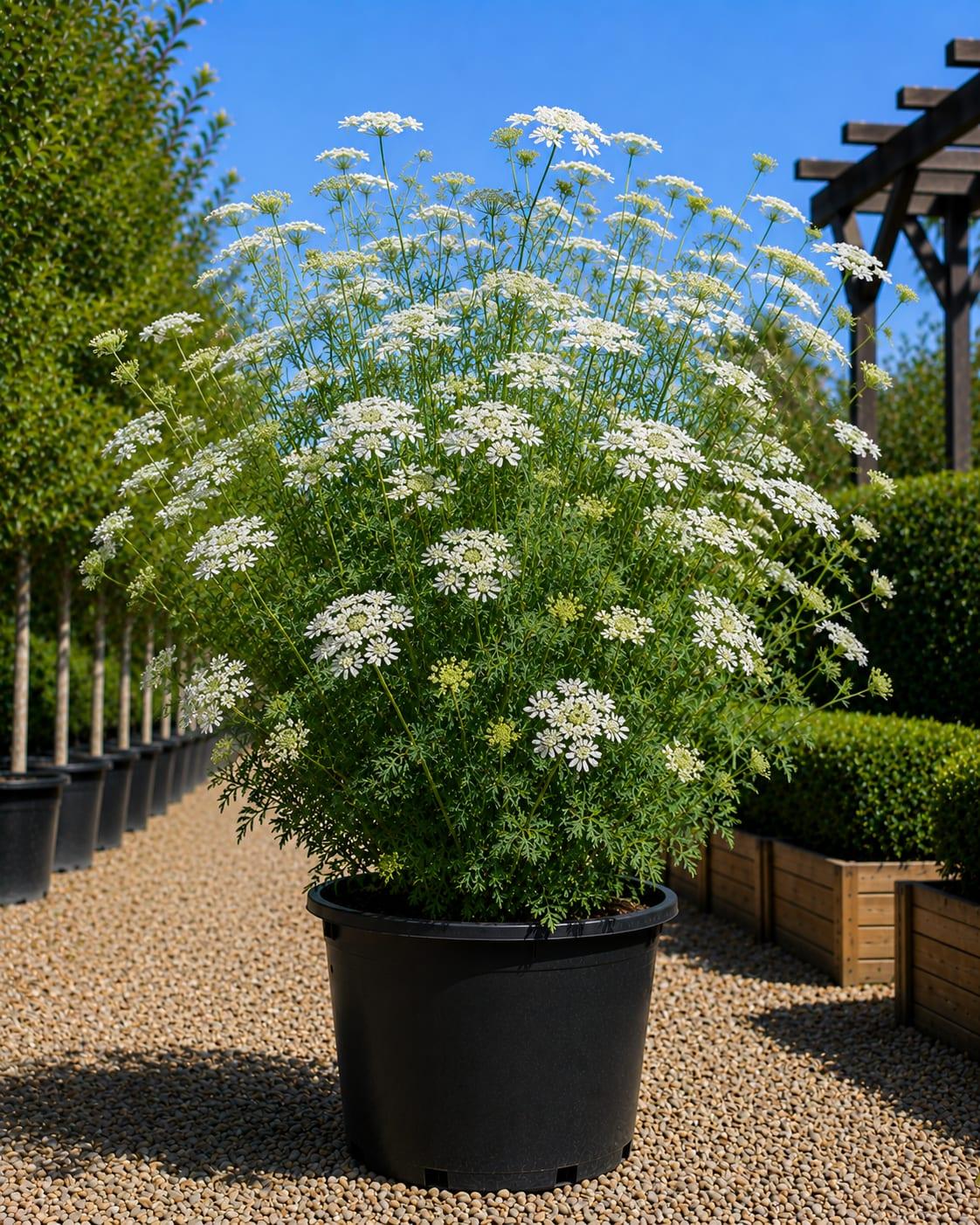 Saint Catherine's Lace