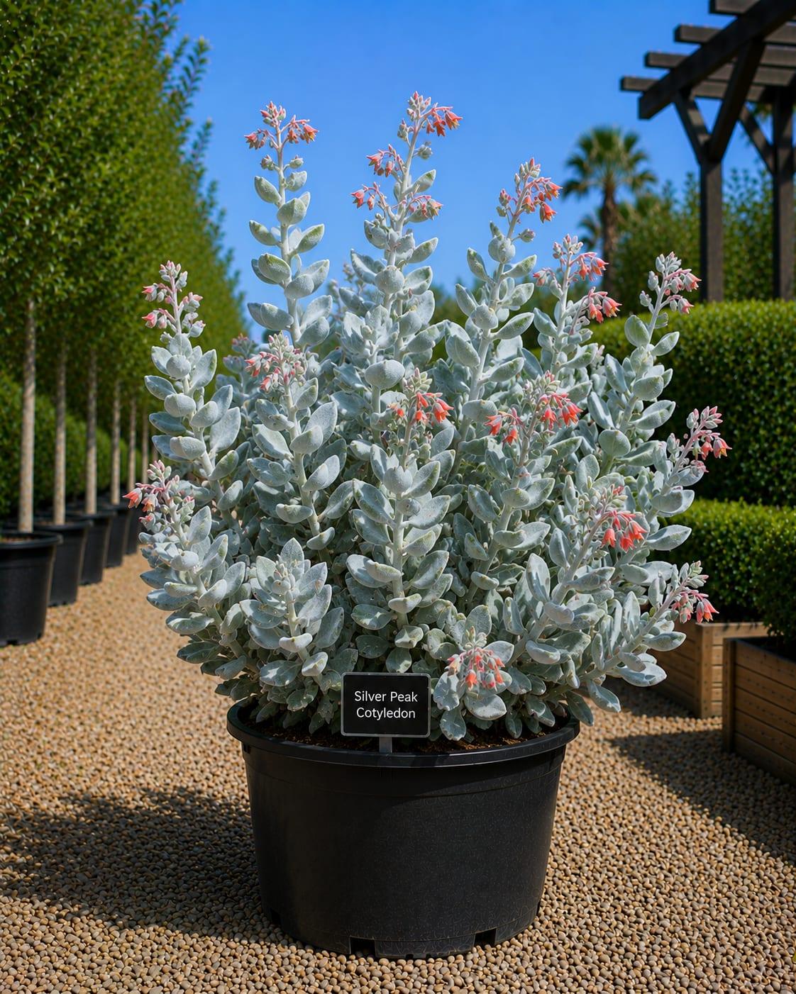 Silver Peak Cotyledon
