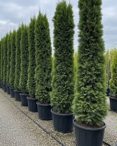 Italian Cypress