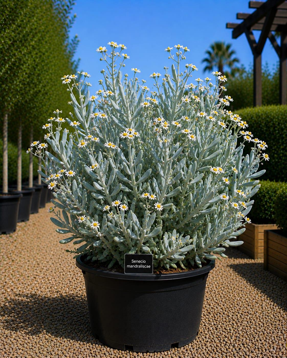 Senecio mandraliscae