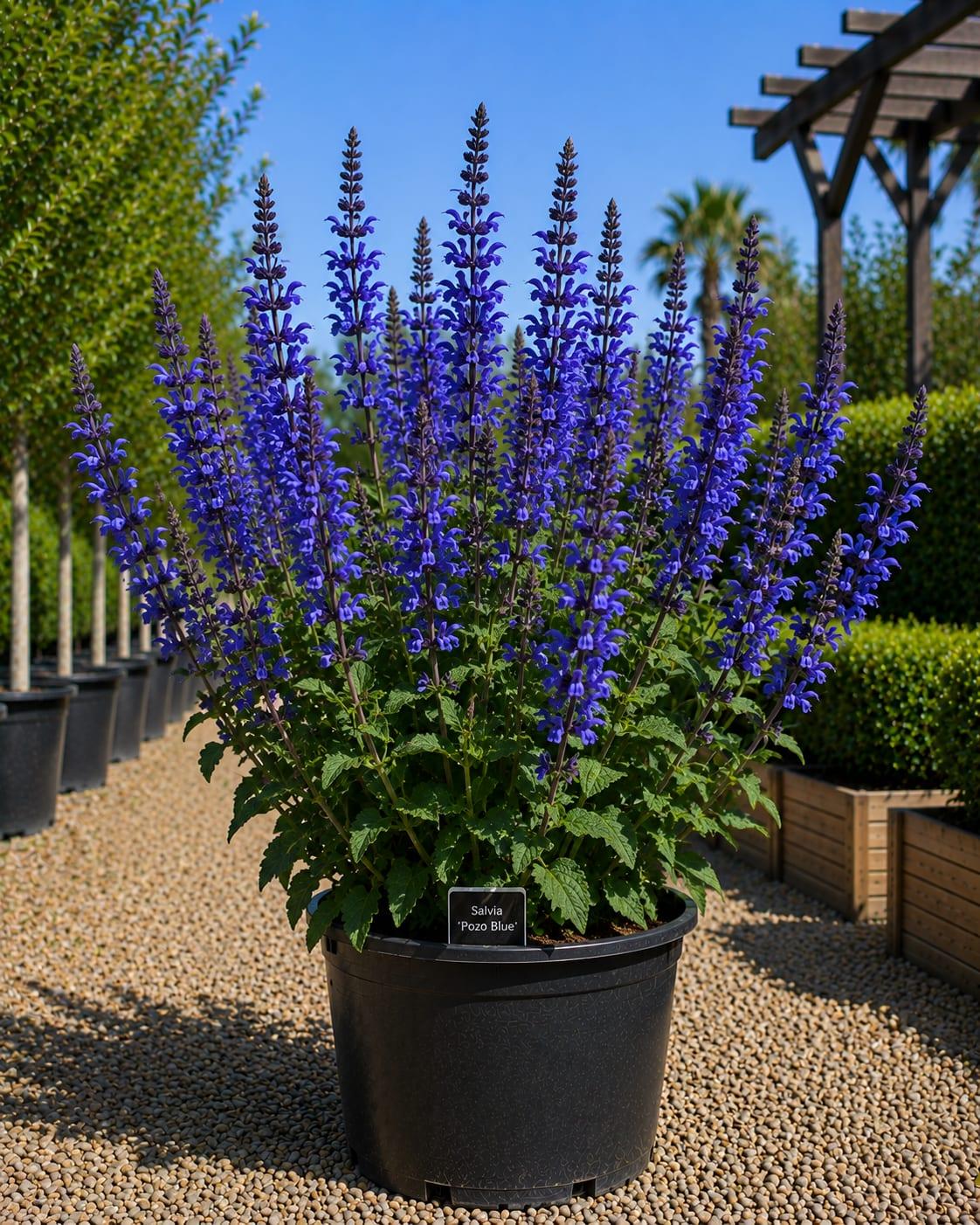 Salvia 'Pozo Blue'