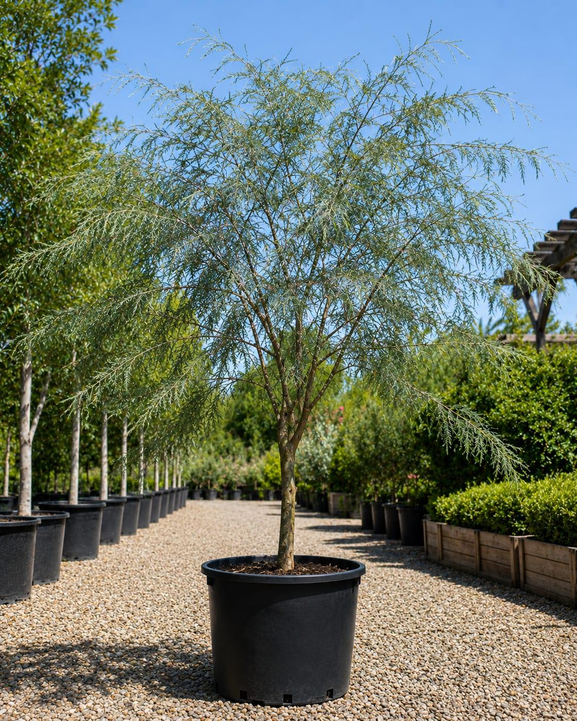 Acacia iteaphylla