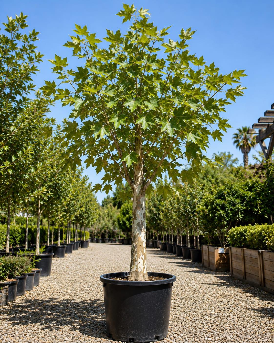 California Sycamore